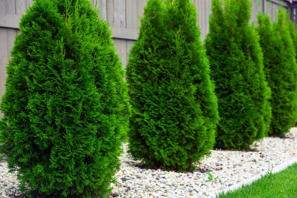 Arborvitae Planting in Marco Island