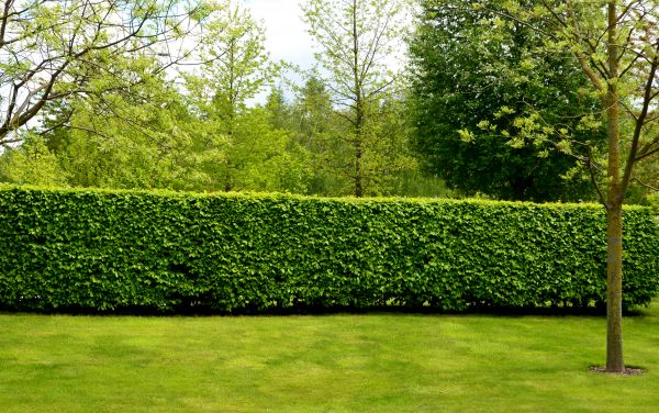 Hedge Planting in Marco Island