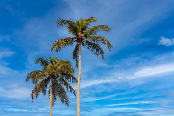 Palm Tree Planting in Marco Island