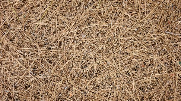 Pine Needles Delivery in Marco Island