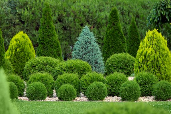 Shrub Replacement in Marco Island