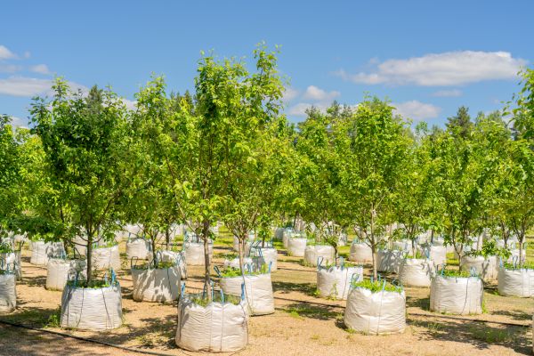 Tree Planting Service in Marco Island