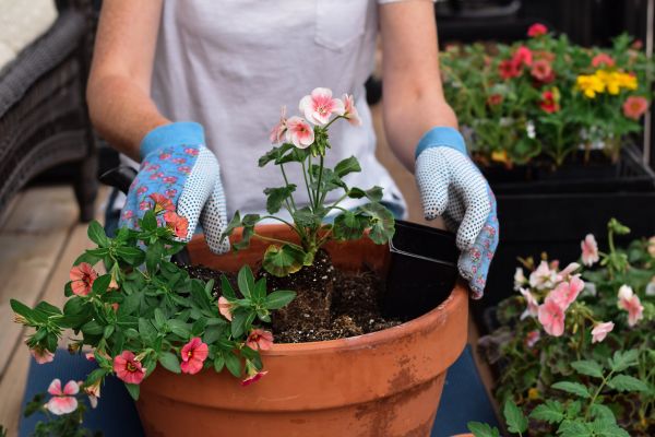 Plant Care Service in Marco Island