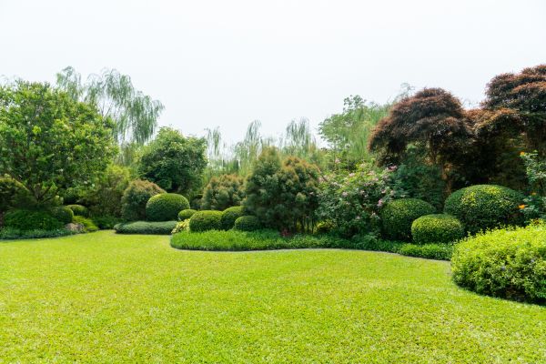 Tree Landscaping in Marco Island