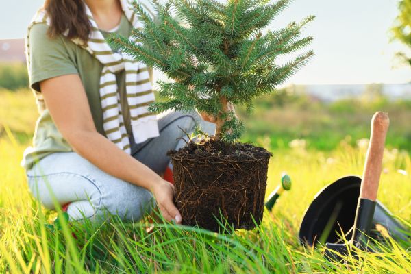 Spruce Tree Planting in Marco Island