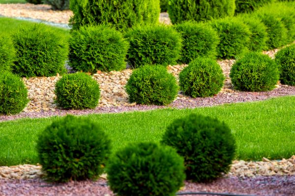 Bush Installation in Marco Island