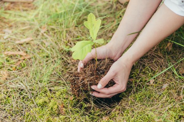 Oak Tree Planting in Marco Island