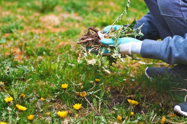 Flower Bed Clearing in Marco Island