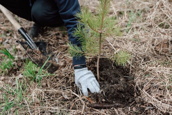 Pine Tree Planting in Marco Island