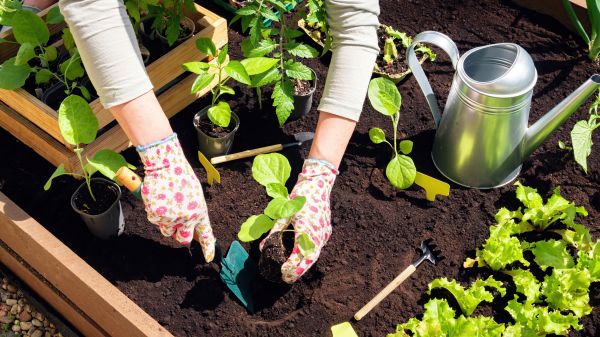 Garden Bed Installation in Marco Island