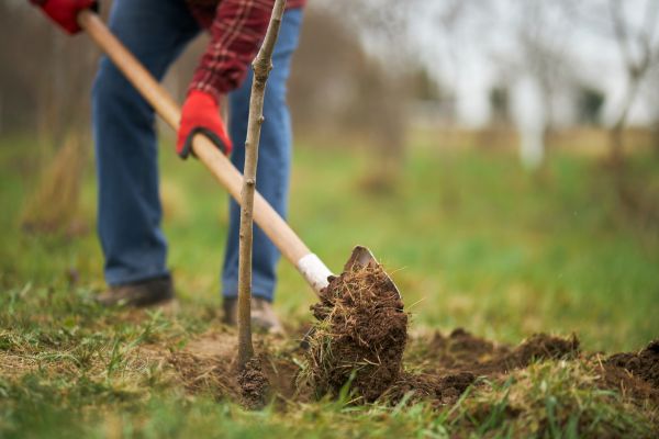 Trees Planting in Marco Island