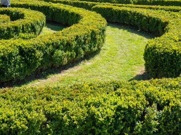 Bush Landscaping in Marco Island