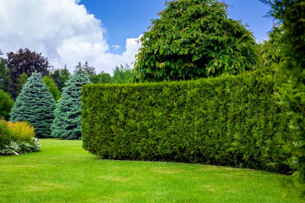 Hedge Landscaping in Marco Island