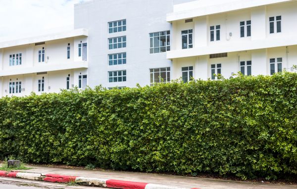 Privacy Landscaping in Marco Island