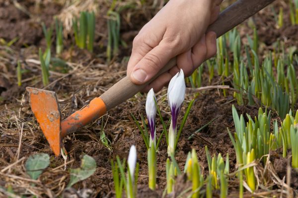Flower Garden Weeding in Marco Island