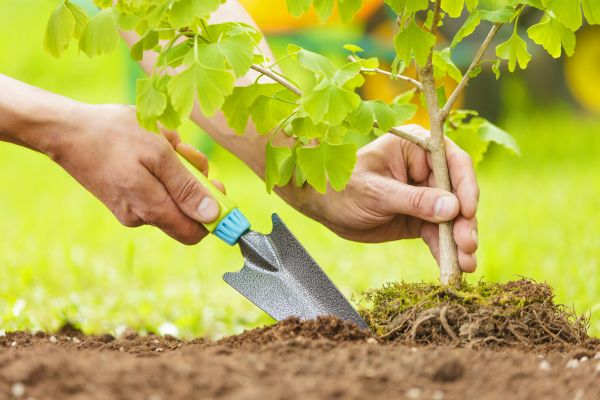 Fruit Tree Planting in Marco Island
