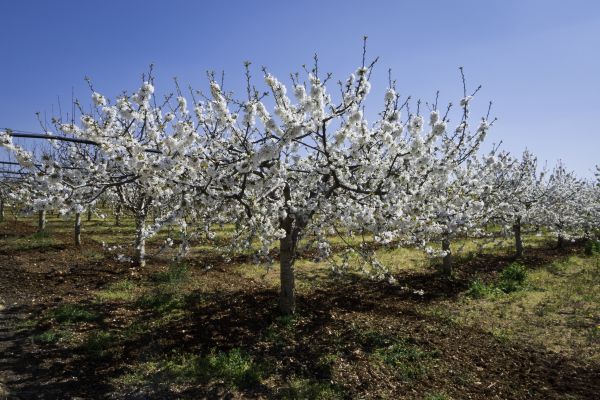 Orchard Planting in Marco Island