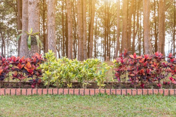 Small Garden Landscaping in Marco Island