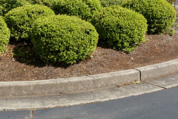 Pine Mulch Installation in Marco Island