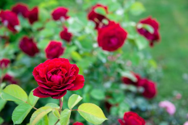 Rose Planting in Marco Island