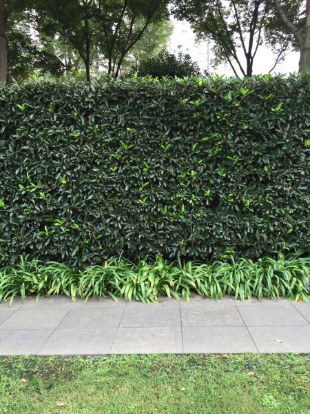 Privacy Shrub Planting in Marco Island
