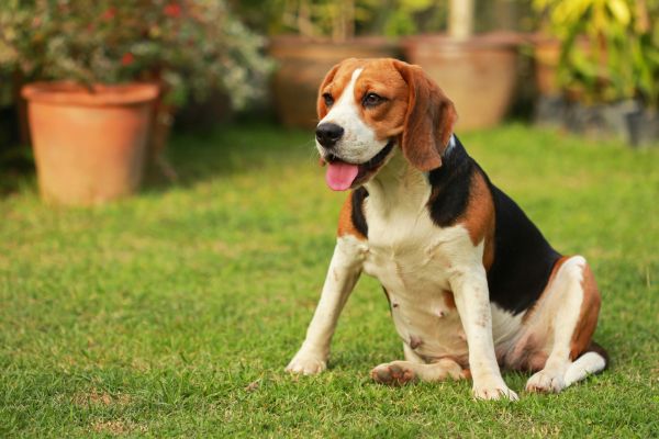 Dog Friendly Landscaping in Marco Island