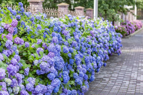 Hydrangea Landscaping in Marco Island