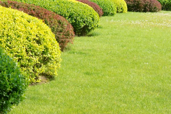 Shrubbery Planting in Marco Island