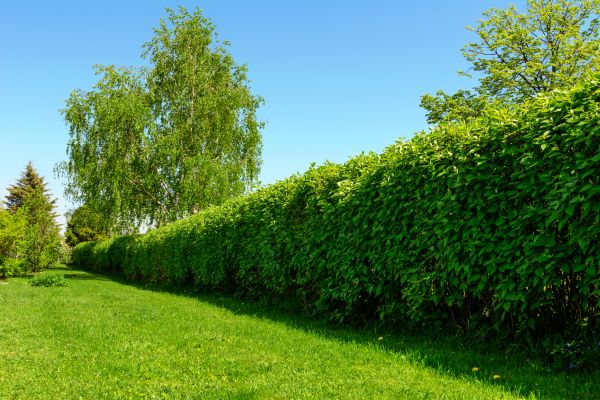 Hedge Replacement in Marco Island