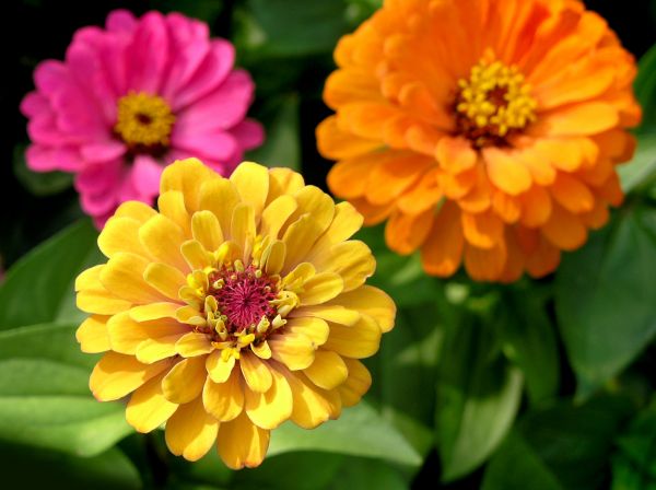 Zinnia Planting in Marco Island