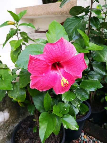 Hibiscus Planting in Marco Island