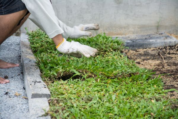 Ground Cover Planting in Marco Island