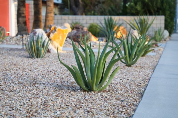 Drought Resistant Landscaping in Marco Island