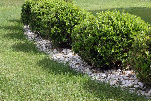 Boxwood Planting in Marco Island