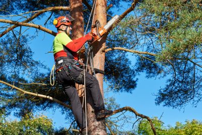 Tree and Shrub Care Professionals